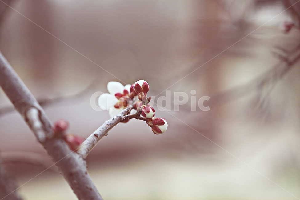 매화,매화꽃,꽃,매화나무,자연,배경,자연,풍경,nature,landscape,식물,plants,꽃,flower,나무,trees,wood,plant