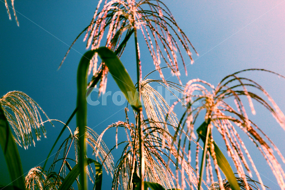 갈대,억새,가을,자연,하늘,식물,파란하늘,풀,조용함,가을,계절,fall,autumn,season,plant