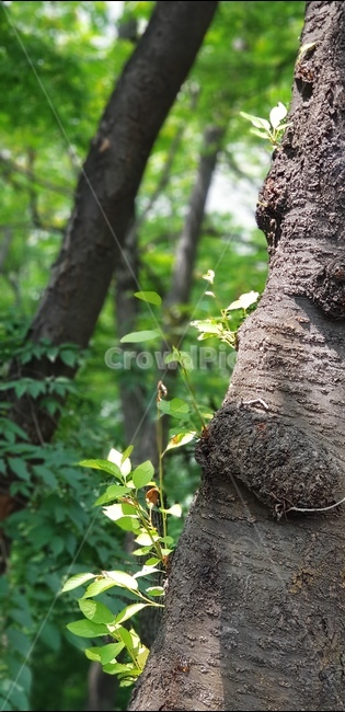 인천,나무,여름나무,나무옹이,숲길