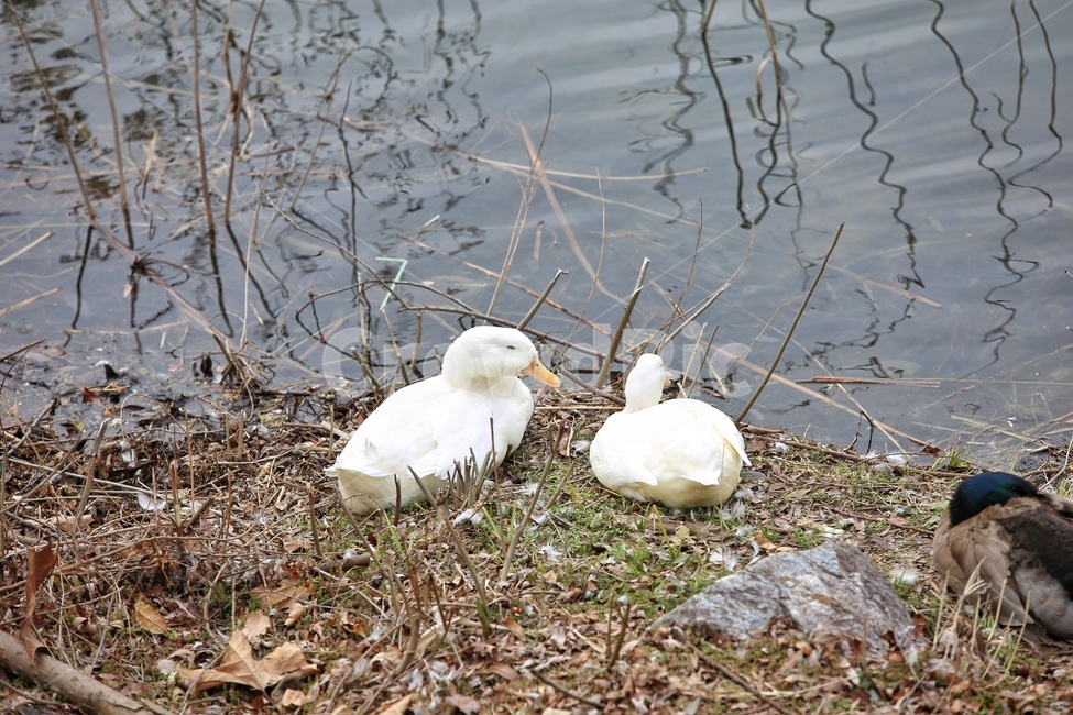 오리,animal,동물,bird,새,야생동물