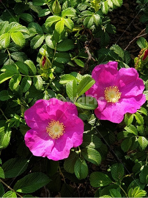 해당화,붉은해당화,때찔레,향수원료,장미과,여름꽃