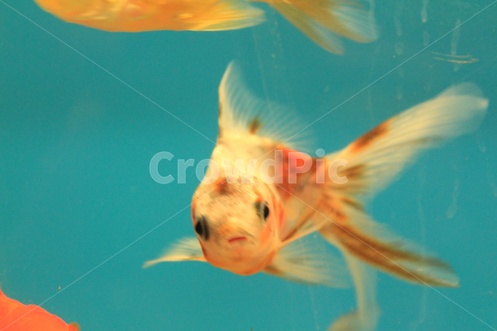 금붕어,물고기,바다,수조,취미,동물,동물,animal,어류,물고기,fish