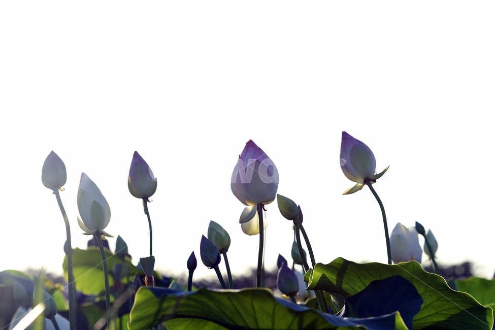 연못,수련,식물,자연,여름,정원,푸르른,물,수경식물,연못가,연못정원,plants,nature,연,연꽃,힐링,flower,감성,연잎,식물,자연,plants,nature,꽃,flower