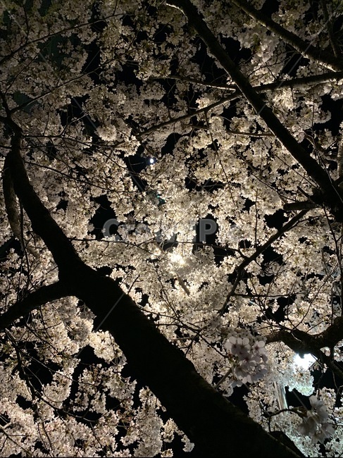 벚꽃,꽃,밤,night,flower,cherryblossom,blossom,plant,식물