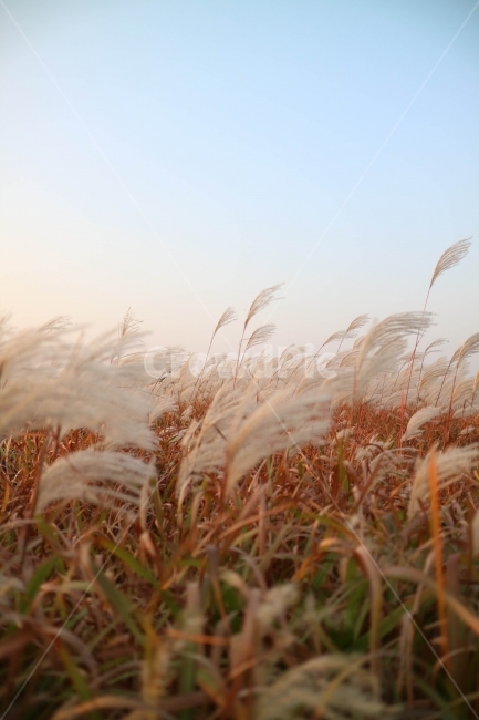 억새,억새풀,가을사진,가을,감성사진,갈대,가을하늘,감성,가을느낌,공원,autumn,낙엽,가을,계절,fall,autumn,season,자연,풍경,nature,landscape,식물,plants,grass,잔디,plant,lawn,reed