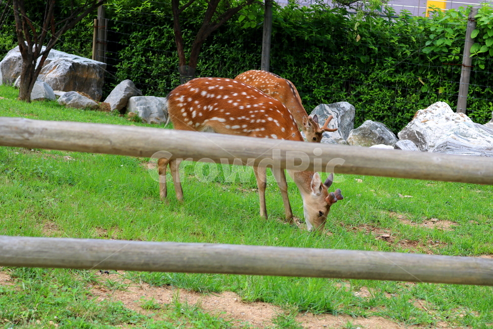 사슴,동물,척추동물,포유류,초식동물,잔디,풀,사육장,자연,동물,animal,포유류,mammal
