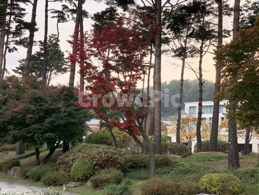 tree,나무,plant,식물,풍경,자연,단풍,가을,계절,fall,autumn,season,자연,풍경,nature,landscape