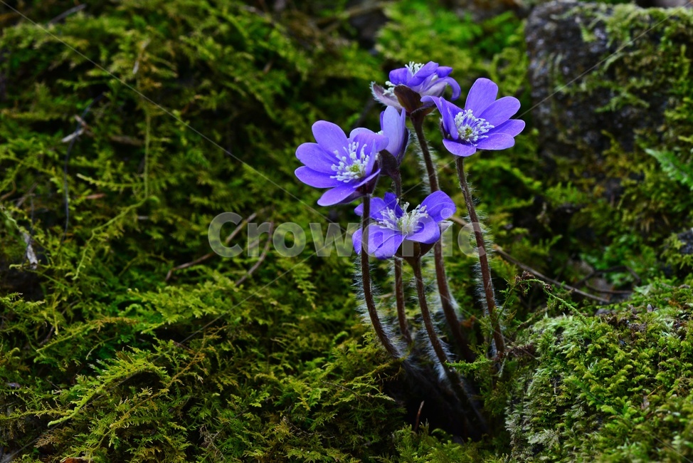 flower,blossom,꽃,plant,식물,노루귀,분홍노루귀,솜털,빛,식물,자연,plants,nature,꽃,flower