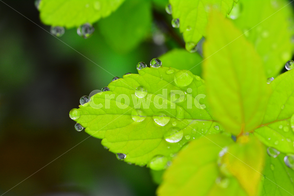 이슬,물방울,풀잎이슬,투명,빗방울,봄비,dew,water,맺히다,방울방울,plant,green,초록,싱그러운,신선한,맑은,아침이슬,해맑은,빗물,초본,영롱한,접사,마크로,클로즈업,fresh,clean,clear,natural,자연,새순,출발,start,시작,어린,연약한,순수,청정,식물,자연,plants,nature