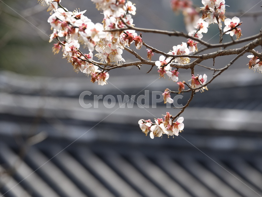 봄,선암사,홍매화,기와,매화,꽃,blossom,식물,flower