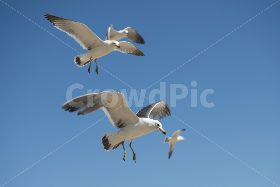 갈매기,하늘,날다,날개,푸른하늘,스카이,동물,새,sky,animal,gulls,bird,wings,fly,skyblue,blue,nature,동물,animal,조류,새,birds