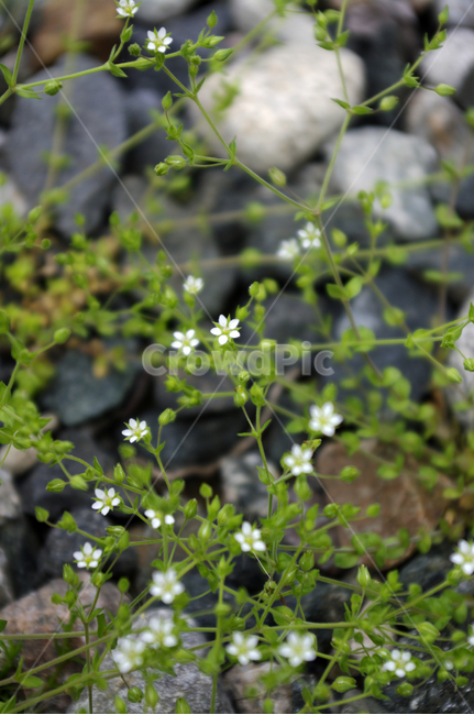 꽃,들꽃,flower,plant,식물,식물,자연,plants,nature,꽃,flower