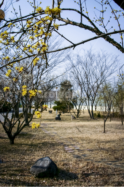 봄,산수유,노란꽃,개화,풍경,cornus,봄,계절,spring,season,식물,자연,plants,nature,꽃,flower,plant,tree,나무