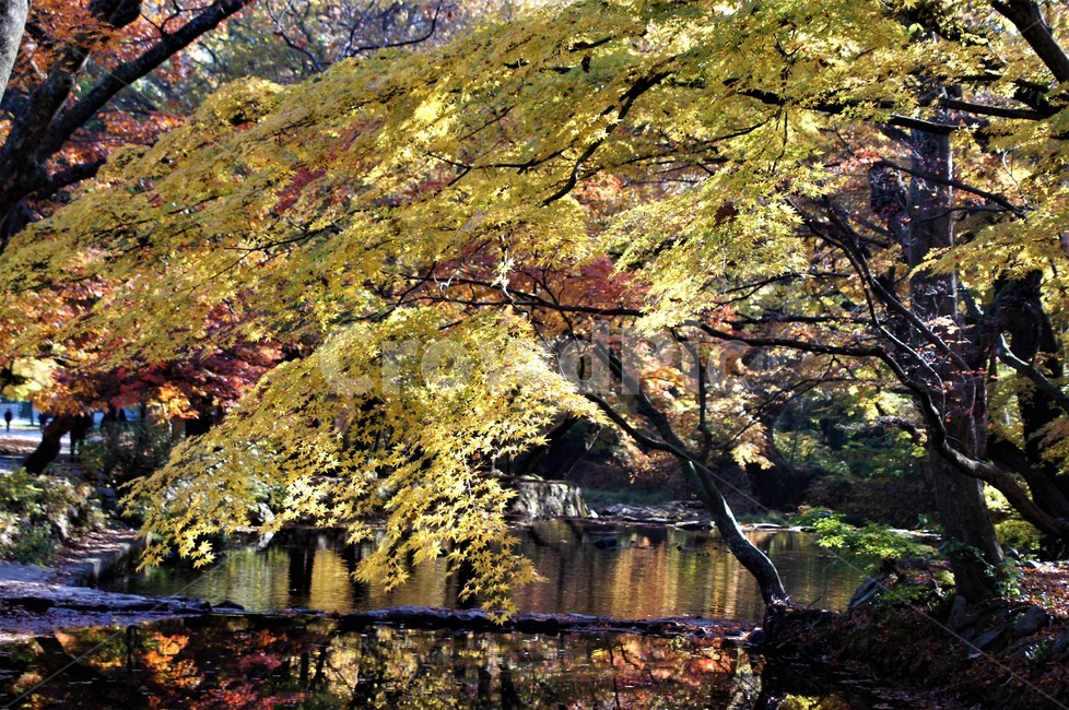 가을,단풍,나무,자연,식물,계곡물,그림자,감성,자연풍경,풍경,trees,nature,autumn,season,emotion,가을,계절,fall,autumn,season,tree,plant,tree trunk,나무 줄기