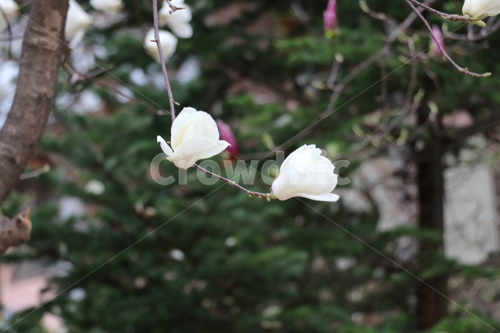 백목련,목련,꽃,두송이,흰꽃,식물,자연,plants,nature,꽃,flower