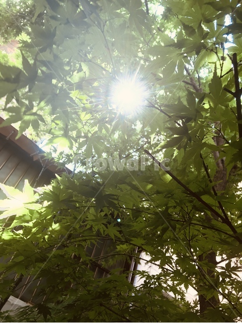 flare,light,sunlight,햇빛,나뭇잎사이로빛