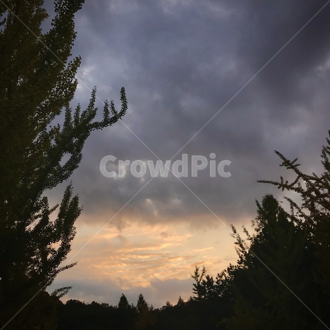 nature,자연,sunset,노을,tree,자연,풍경,nature,landscape