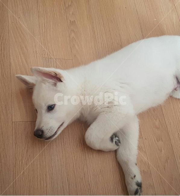 풍산개,애완견,흰색강아지,dog,귀여운강아지