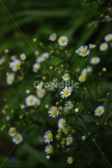 꽃,flower,잎,식물,plant,자연,nature,식물,자연,plants,nature,꽃,flower