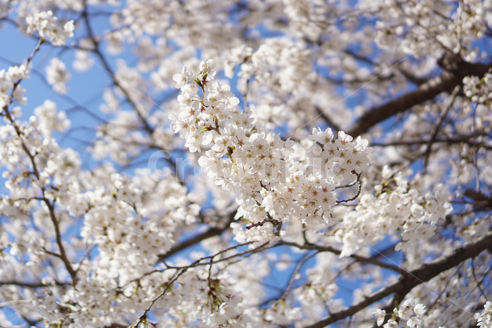 벚꽃,벚나무,봄,봄향기,꽃놀이,봄,계절,spring,season,식물,자연,plants,nature,꽃,flower,plant,blossom