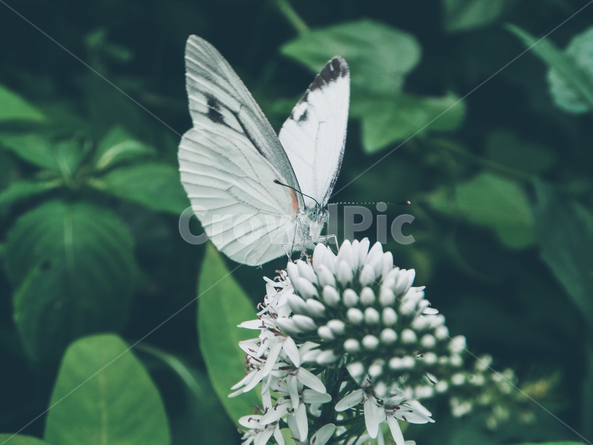 곤충,나비,동물,자연,벌레,봄,동물,animal,곤충,벌레,insect,bug
