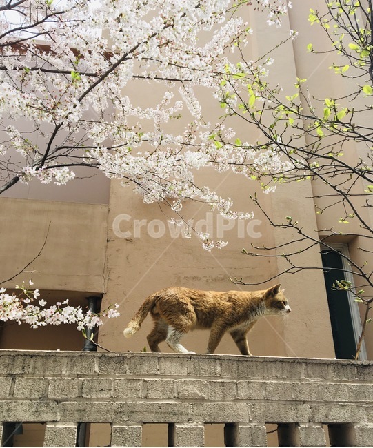 벚꽃,고양이,담벼락,봄,꽃,길고양이,동물,animal,포유류,mammal,고양이,cat,kitten,kitty