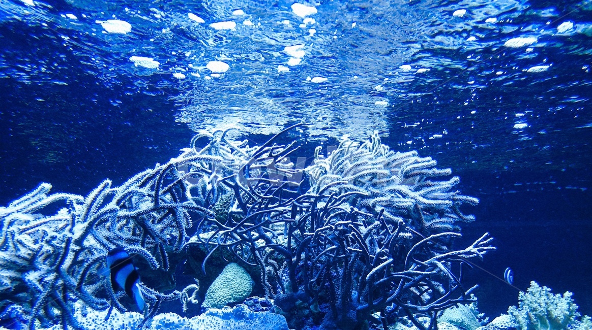 수족관,물,수면,산호,물거품