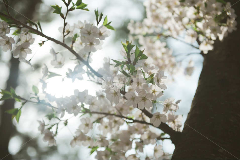 fancy,Cherry Blossom,Spring background,in full bloom,spring flowers,spring,background image,spring image,petal,plants,background photo,season,spring background,pretty,spring photo,nature,full bloom,flower,wildflowers,background,plant
