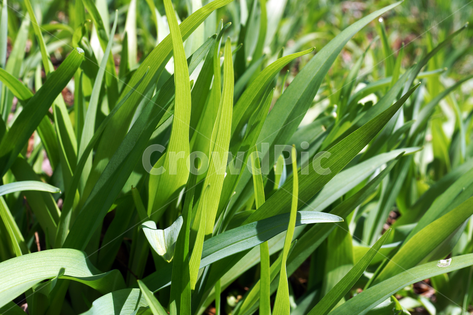 원추리,싹,새싹,여러해살이풀,봄,hemerocallisfulva,풀,식물,자연,plants,nature