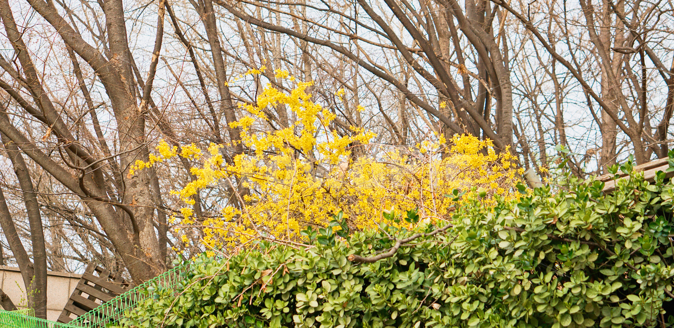 봄,꽃,flower,식물,spring,개나리,plant,nature,자연,식물,자연,plants,nature,꽃,flower