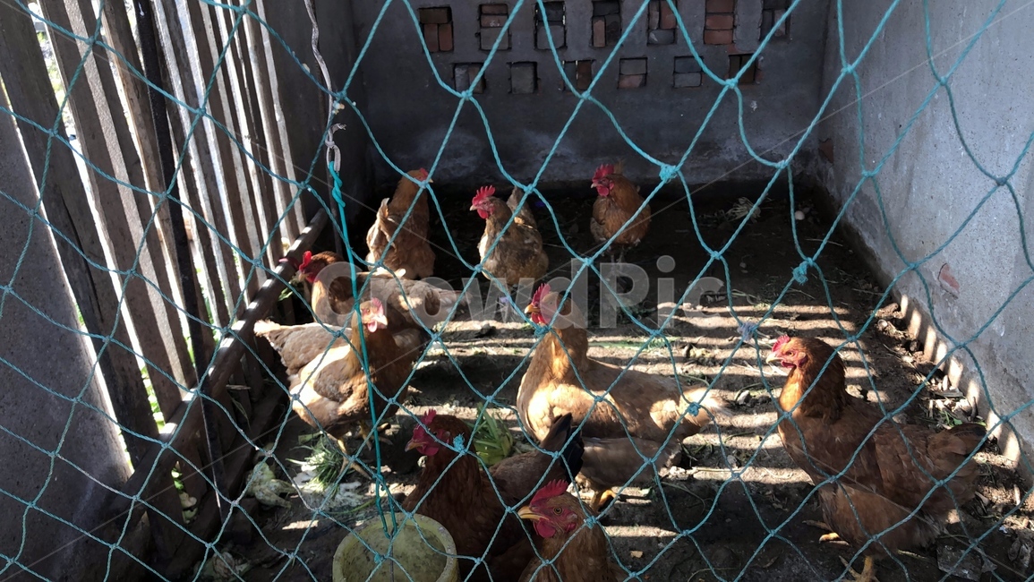 닭,닭장,시골닭,닭들,chicken