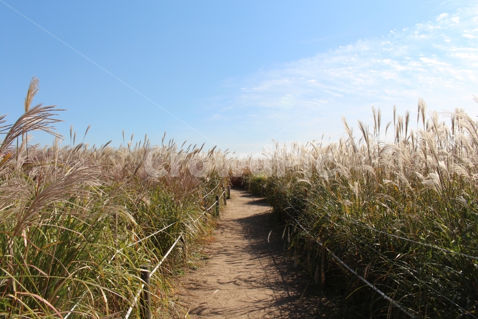 가을,하늘,하늘공원,억새,산책,힐링,가을,계절,fall,autumn,season,자연,풍경,nature,landscape,grass,잔디,plant,식물,lawn