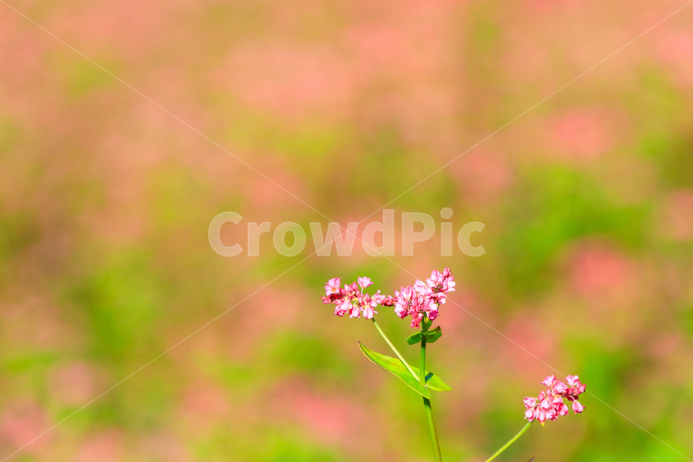 메밀,핑크색,담홍색,농촌,메밀꽃,꽃잎,색깔,화려한,꽃,식물,자연,plants,nature,꽃,flower