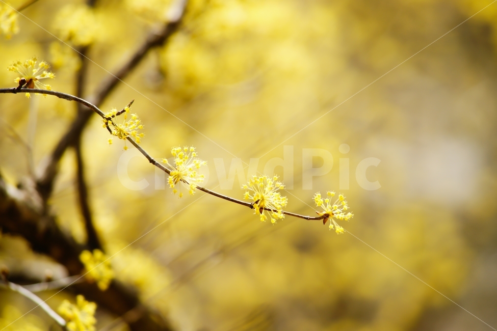 산동마을,지리산,산수유,봄,노랑,색감,식물,자연,plants,nature,봄,계절,spring,season,꽃,flower,plant