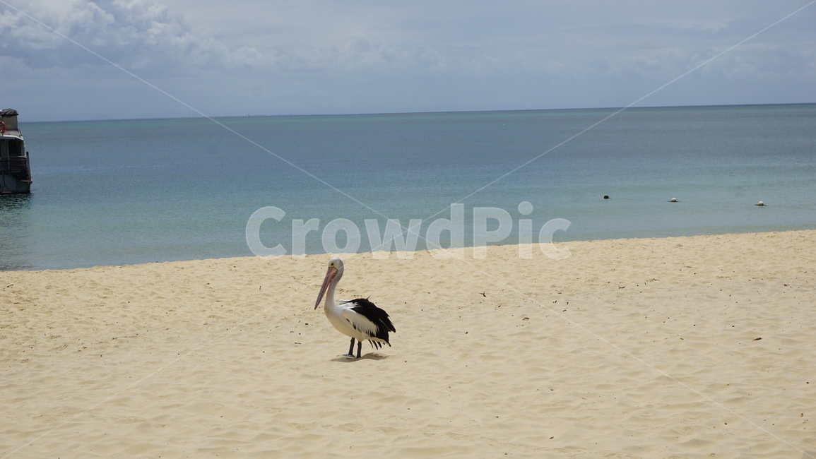 페리카나,펠리칸,새,바다,해변,바닷가,pelican,birds,sea,beach,동물,animal,조류,새,birds