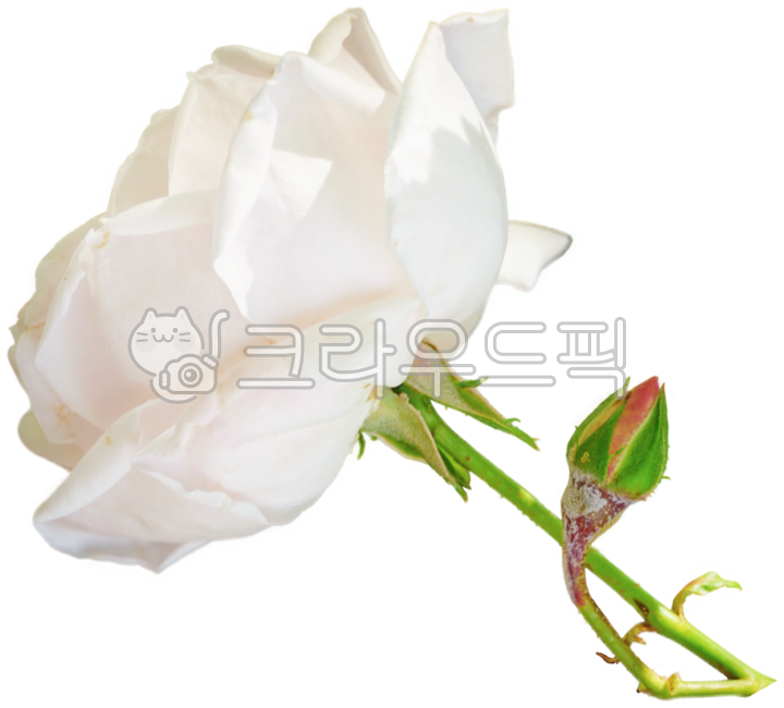 장미,장미꽃,꽃잎,꽃,장미축제,장미공원,공원,flower,rose,petal,자연,꽃송이