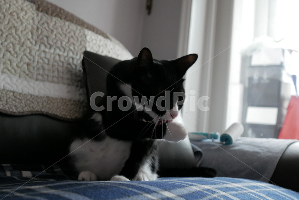 고양이,동물,반려동물,애완동물,cat,pet
