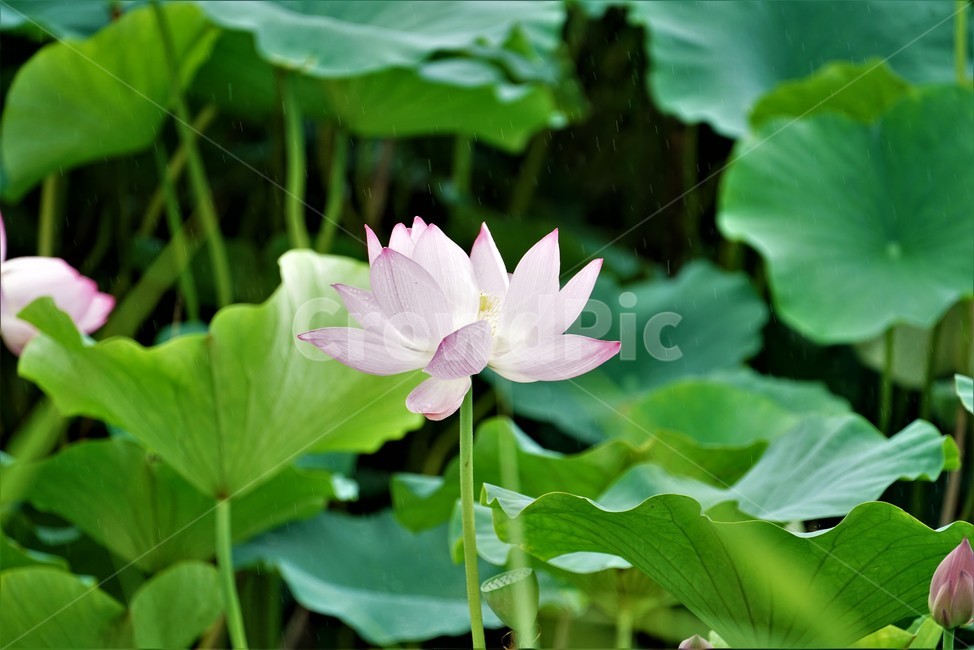 연꽃,련꽃,땅속줄기,lotus,담수초,수중식물,수련과,수초,식물