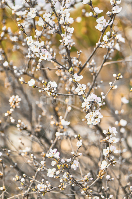 봄,꽃,식물,flower,spring,매화,백매화,plant,wood,나무,자연,nature,식물,자연,plants,nature,꽃,flower