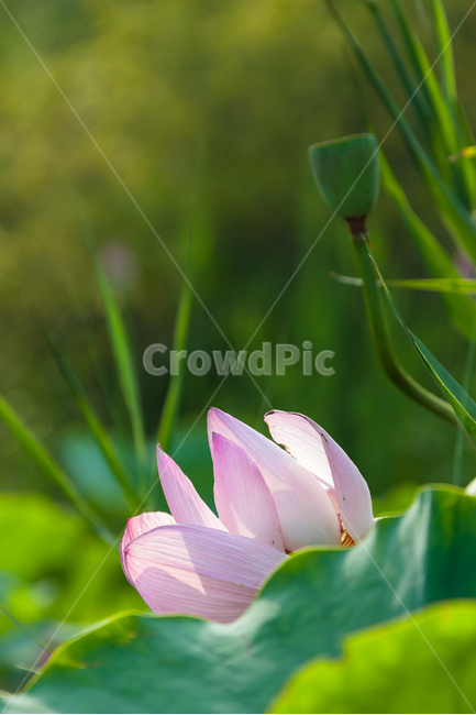 연꽃,연꽃잎,담홍색,꽃,식물,정원,꽃잎,식물,자연,plants,nature,꽃,flower