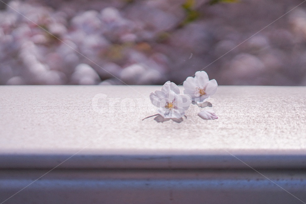 벚꽃,봄,spring,꽃,사쿠라,꽃잎,봄,계절,spring,season,꽃,flower