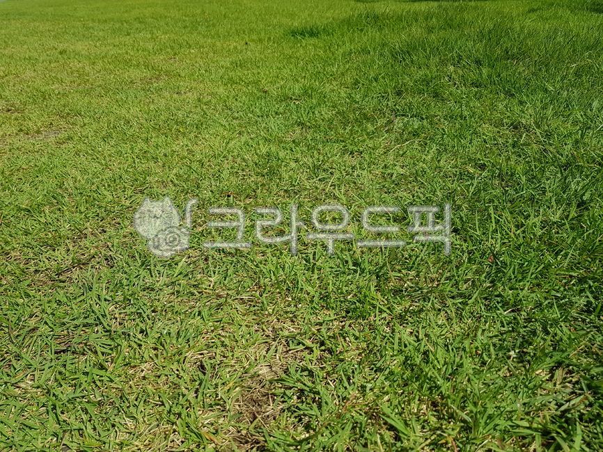 잔디, grass, 식물, plant, lawn, 사진,이미지,일러스트,캘리그라피 - Vincent D작가