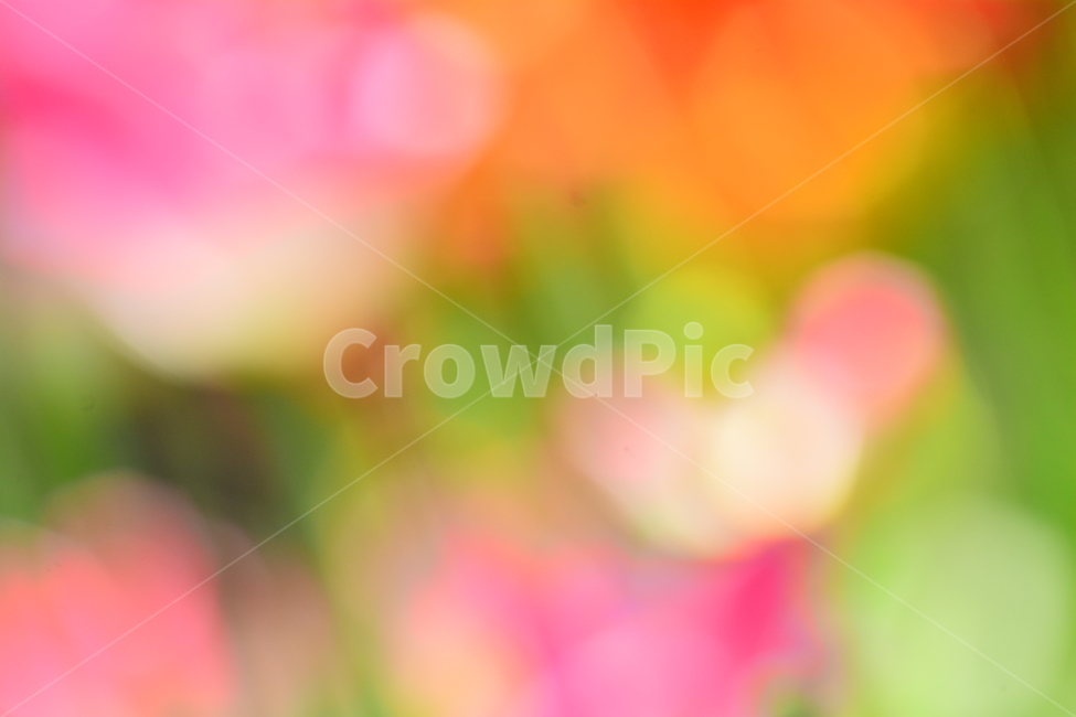 봄,봄이미지,꽃,봄꽃,배경,바탕화면,백그라운드,아웃포커스,배경화면,색감,칼라풀,colorful,flowers,background,몽환적,dreamy,꿈,아름다운,뷰티풀,카다로그,광고,디자인소스,그래픽소스,beautifulcolor,채도,색상,pink,분홍색,파스텔톤,노랑,보라,퍼플,purple,violet,yellow,red,빨강,녹색,그린,감성,필,느낌,feeling,emotion,sensibility,봄,계절,spring,season,감성,sensible,feeling