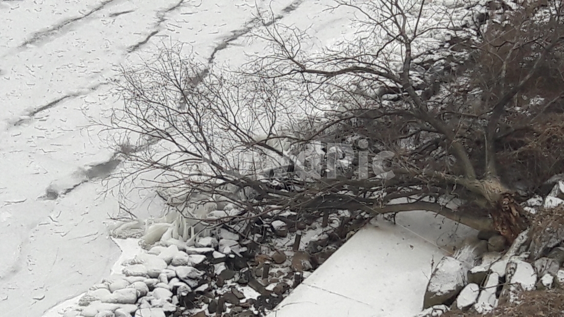 한강,나무,겨울,얼음,고드름,겨울,계절,winter,season,식물,자연,plants,nature