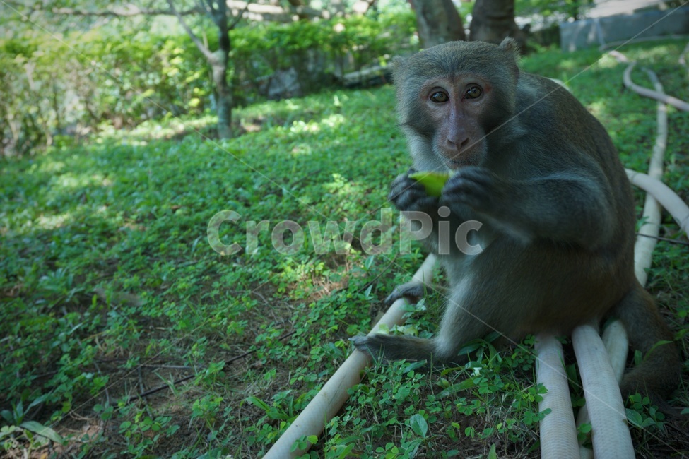 animal,monkey,원숭이,자연,동물,동물,animal,포유류,mammal