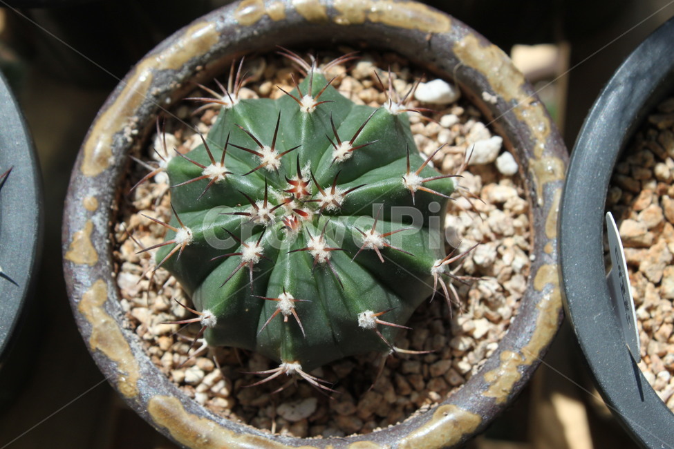 선인장,가시있는,베란다,화분,식물,사막,뾰족한,동그란,식물,자연,plants,nature,실내용화초,화분,화초,house plant