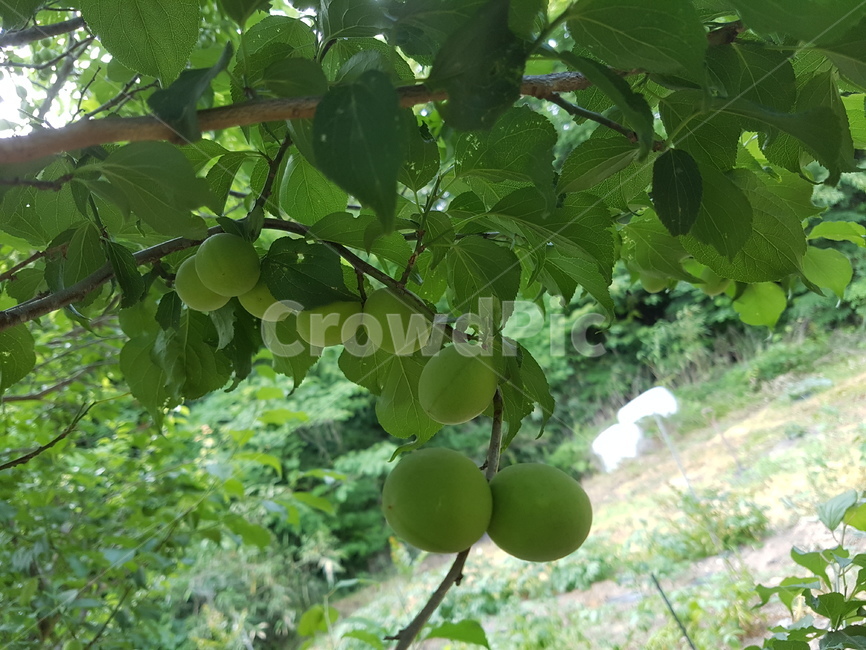 매실나무,초록매실,매실,열매,녹색,식물,연두