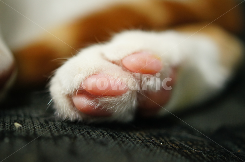 고양이,코리안숏헤어,코숏,고양이젤리,발바닥,고양이발바닥