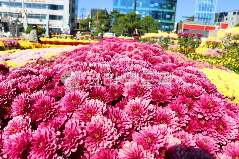 chrysanthemum flower,small country,nature,pink chrysanthemum,Deep pink chrysanthemum,flower garden,pink flower,leaf,ornamental,flower,wildflowers,petal,deep pink flower,Chrysanthemum,plant,wild flowers,small chrysanthemum