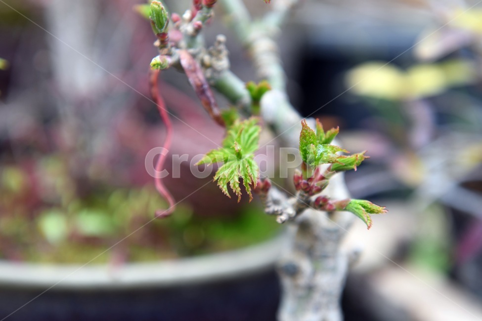 식물,꽃,감성사진,자연,flower,꽃사진,봄,봄꽃,계절,감성,4월,spring,힐링,자연풍경,풍경,식물,자연,plants,nature